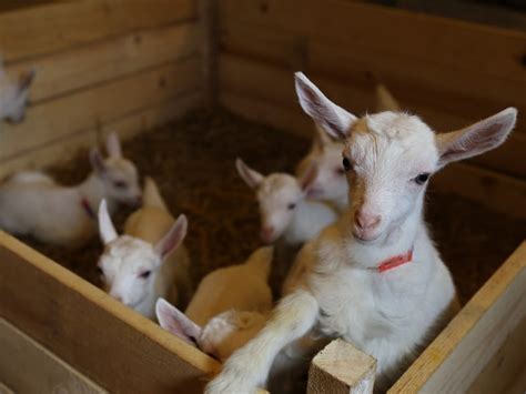 How much does a miniature goat cost - Nigerian dwarf goat cost. How much does a Nigerian goat cost depends on many factors. As pets, Nigerian dwarf goats can cost $50 – $125. For pedigree-quality, they can range from $200+ depending on the breed traits, coloring, demand, etc. Some breeders can charge up to $500 for a registered Nigerian dwarf goat. 